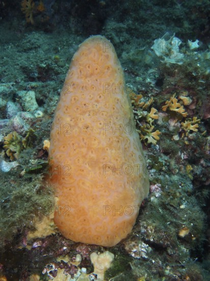 Orange cone-shaped sea squirt (Aplidium conicum) on a reef. Dive site Muzil, Stoja, Pula, Croatia,