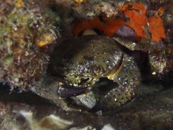 A crab, Warty Crab (Eriphia verrucosa), skilfully hiding between rocks. Dive site House Reef,