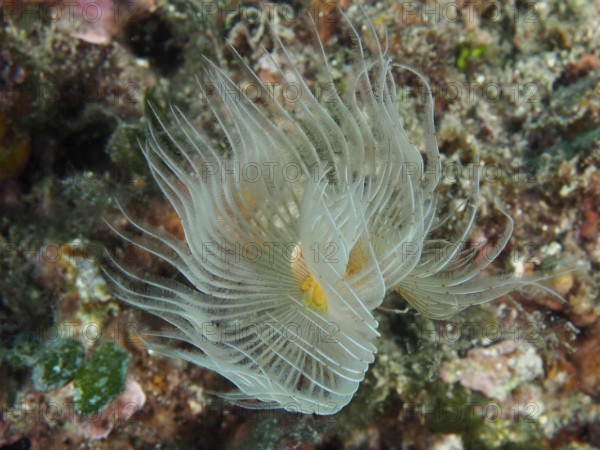 Protula tubularia (Protula tubularia) unfolds elegantly on the reef. Dive site Muzil, Stoja, Pula,
