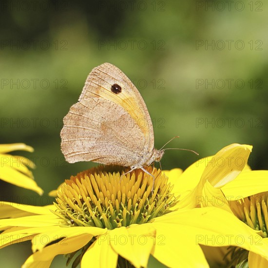 Großes Ochsenauge (Maniola jurtina), sammelt Nektar von einer Blüte des gelben Sonnenhut