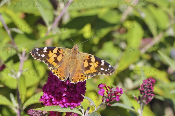 Distelfalter (Vanessa cardui) auf einer Blüte des Sommerflieders (Buddleja davidii), Wilnsdorf,