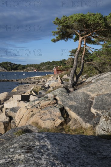 Pine trees and falun red boathouse on granite rocks, Resö Island, Bohuslän, Skagerrak, Sotenäs,