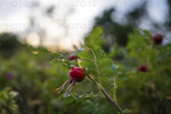 Needle rose (Rosa acicularis), rose hips, Resö Island, Bohuslän, Skagerrak, Sotenäs, Västra