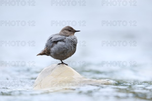 Grey White-throated Dipper (Cinclus mexicanus) standing on a rock in the water, Waterton Lakes