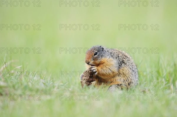 Columbia ground squirrel (Urocitellus columbianus, Spermophilus columbianus) feeding in a meadow,