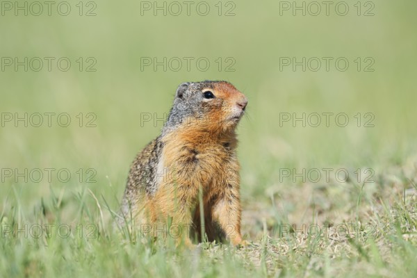 Columbia ground squirrel (Urocitellus columbianus, Spermophilus columbianus), Jasper National Park,