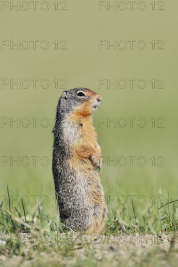 Columbia ground squirrel (Urocitellus columbianus, Spermophilus columbianus) standing upright in a