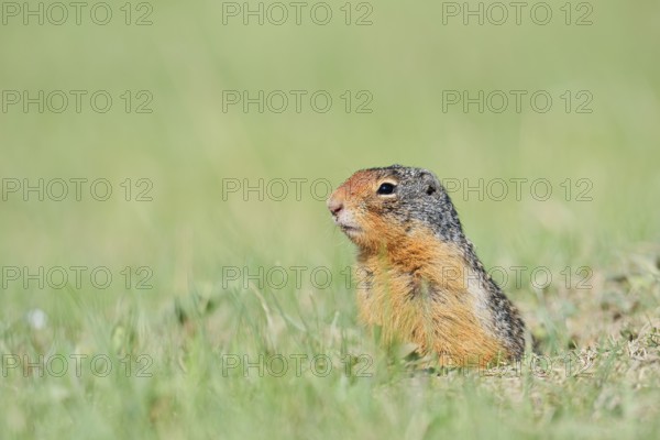 Columbia ground squirrel (Urocitellus columbianus, Spermophilus columbianus) looking out of the