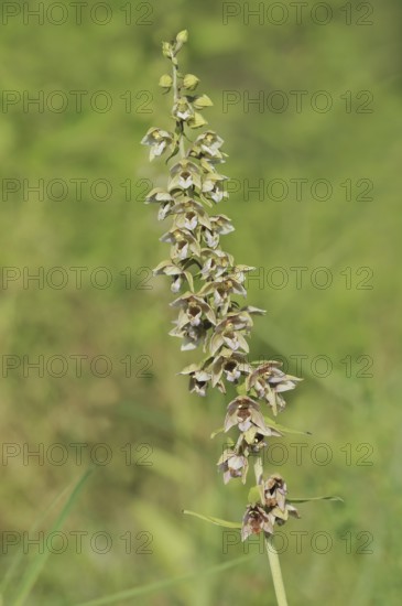 Broad-leaved helleborine or broad-leaved marsh orchid (Epipactis helleborine), inflorescence, North
