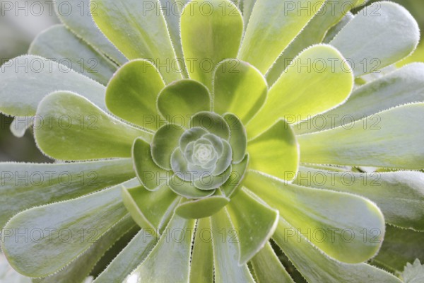Golden yellow aeonium or roofroot (Aeonium holochrysum), rosette of leaves, Tenerife, Canary