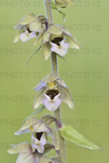 Broad-leaved helleborine or broad-leaved marsh orchid (Epipactis helleborine), flowers, North