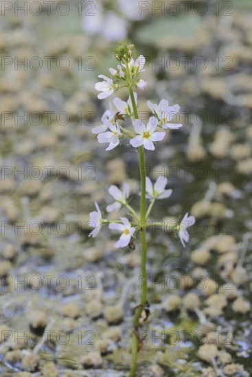 European water feather or water primrose (Hottonia palustris), inflorescence, North