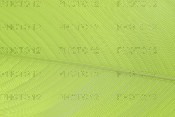Ornamental banana or Abyssinian banana (Ensete ventricosum), leaf detail, ornamental plant, North