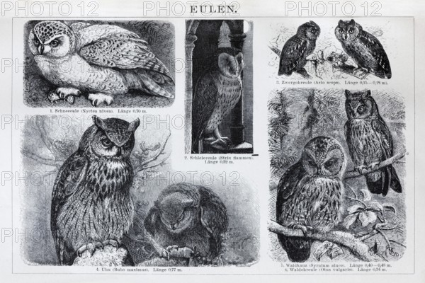 Picture plate owls (Strigiformes), snowy owl, barn owl, eagle owl, tawny owl, historical book