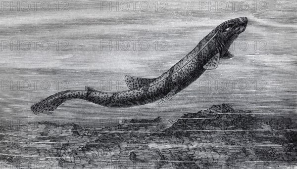 Cat shark (Scyllium catulus), historical book illustration, wood engraving