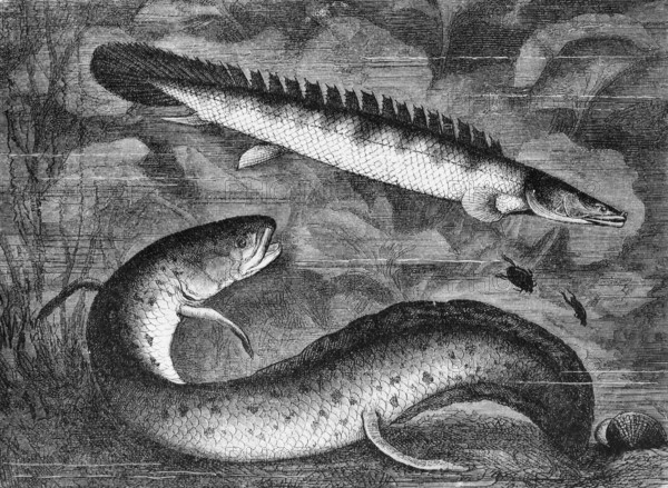 Nile tilefish (Polypterus bichir), West African lungfish (Protopteros annectens), historical book