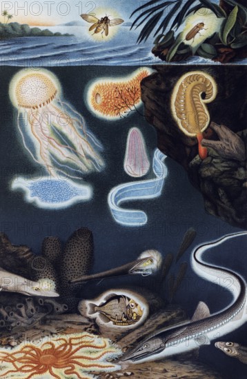 Plate of luminous marine animals, luminous fish and jellyfish with biofluorescence, historical book