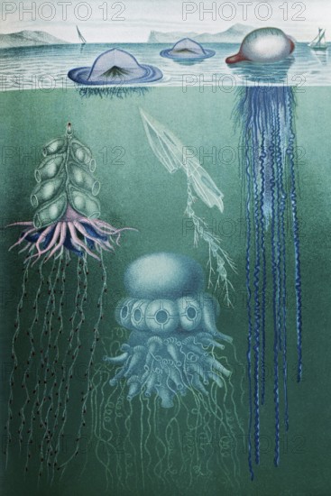 Image plate Swimming polyps (siphonophores), Stephalia corona, Hula Skirt Siphonophore pelagica,