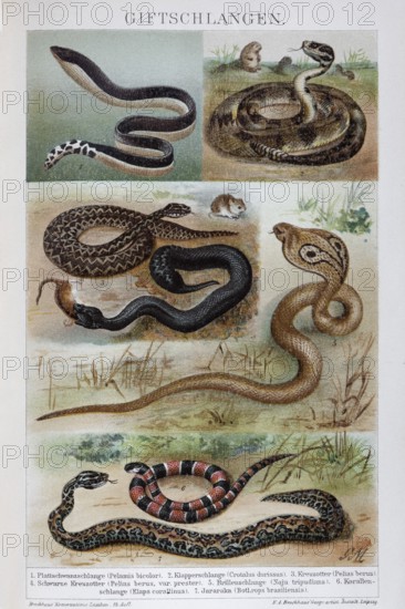 Plate of venomous snakes, spectacled snake (Naja naja), rattlesnake (Crotalus), black viper (Vipera