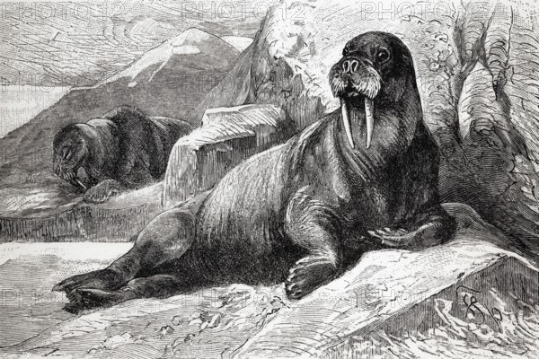 Walrus (Odobenus rosmarus), historical book illustration