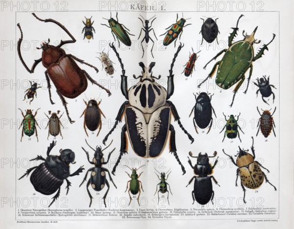 Double page with beetle species, Goliath beetle (Goliathus), historical book illustration, colour