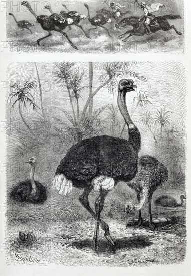 Common ostrich (Struthio camelus), historical book illustration