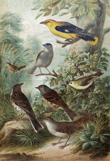 Plate of Central European songbirds, oriole, reed warbler, tree pipit, nightingale, historical book