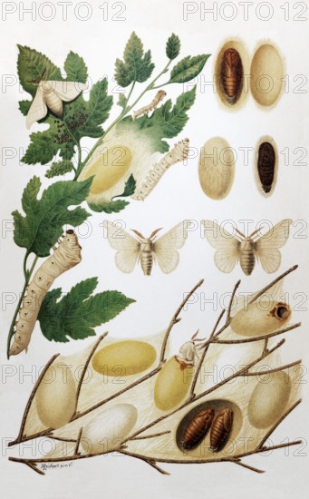 Plate silk moth or mulberry moth (Bombyx mori), male, female, caterpillar, cocoon, pupa, historical