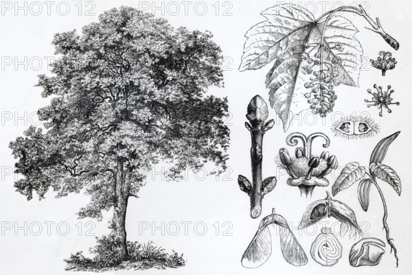 Sycamore maple (Acer pseudoplatanus), tree, leaves, buds, historical book illustration, wood