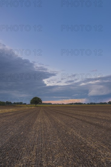 View along a freshly harrowed field to a single tree in the evening light, Husum, Nienburg, Lower