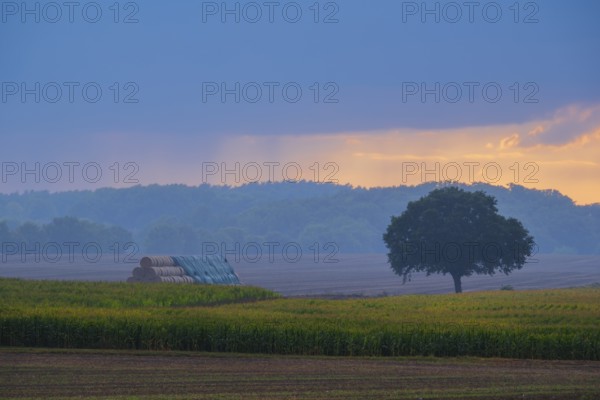 View across fields to a tree and covered round bales in the evening light, Husum, Nienburg, Lower