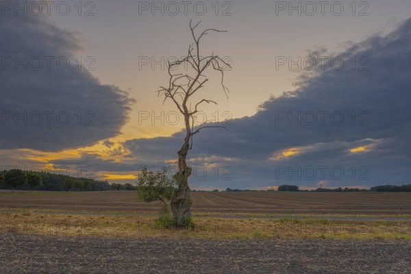 Photograph of a withered tree standing at the edge of a field in the evening light, Husum,