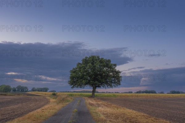 View along a country lane to a tree standing at the edge of a field in the evening light, Husum,