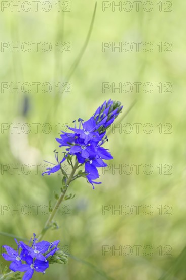 Veronica teucrium (Veronica teucrium) blue flower at the edge of a field hedge, Lahnstein,