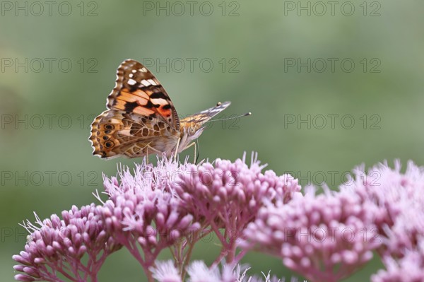 Thistle butterfly (Vanessa cardui), on Hemp agrimony (Asteraceae), Wilnsdorf, North