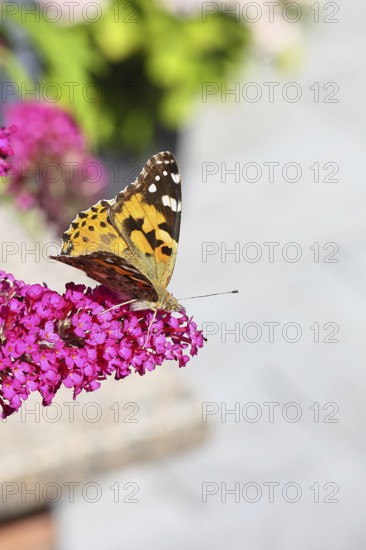 Thistle butterfly (Vanessa cardui) on a Buddleja davidii flower, Wilnsdorf, North Rhine-Westphalia,