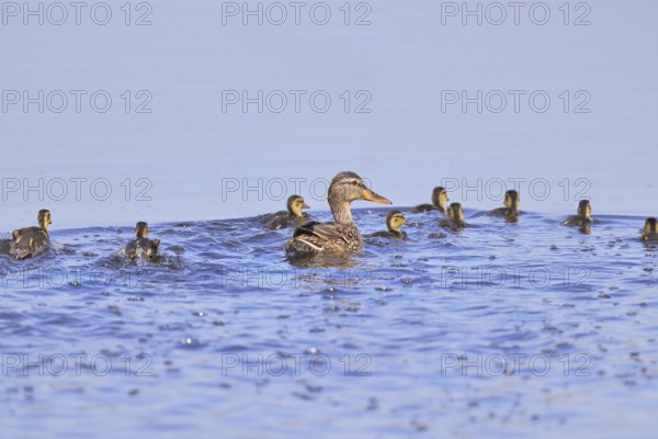 Mallard (Anas platyrhynchos), female with young, swimming hastily away, Wagbachniederung nature