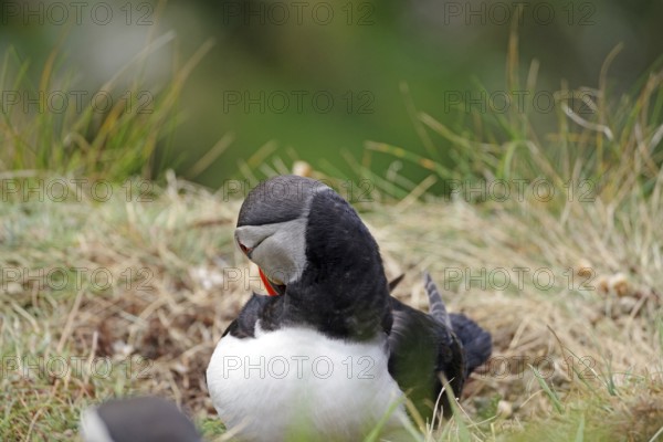 Puffin sitting in the grass, depicted with vivid feather colours, Sumburgh Head, Shetland Islands,