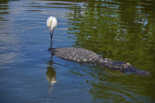 Great Egret (Egretta alba), on an American Alligator (Alligator mississippiensis), in calm water