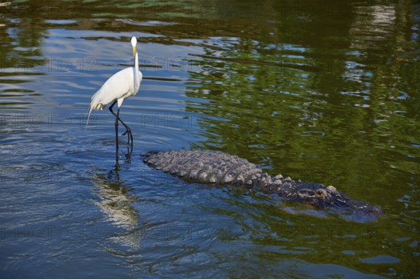 Great Egret (Egretta alba), standing next to a large American Alligator (Alligator