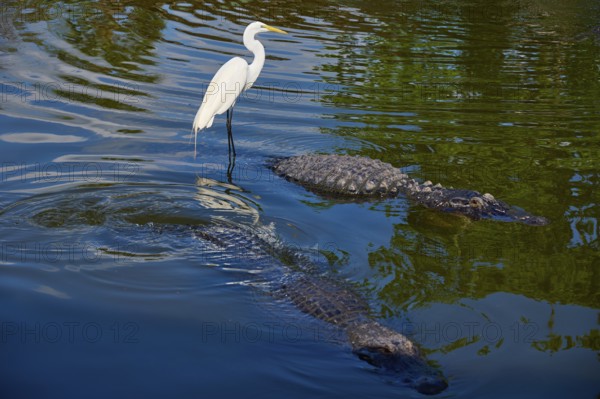 Great Egret (Egretta alba), standing next to swimming American Alligator (Alligator