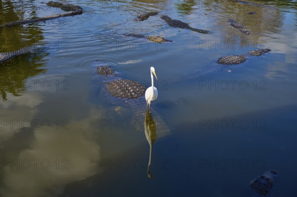 Several American Alligator (Alligator mississippiensis), and a single Great Egret (Egretta alba),