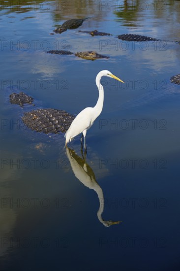 Great Egret (Egretta alba), standing next to an American Alligator (Alligator mississippiensis), in