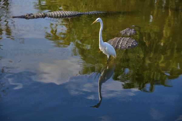 A quiet moment with a Great Egret (Egretta alba), and American Alligator (Alligator