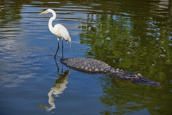 Great Egret (Egretta alba), standing next to an American Alligator (Alligator mississippiensis), in