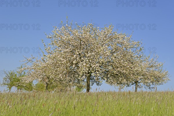 Orchard meadow, cultivated apple (Malus domestica) in bloom, blue sky, North Rhine-Westphalia,