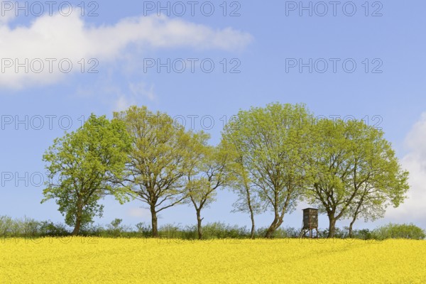 Deciduous trees, row of trees at a flowering rape field (Brassica napus), blue cloudy sky, North