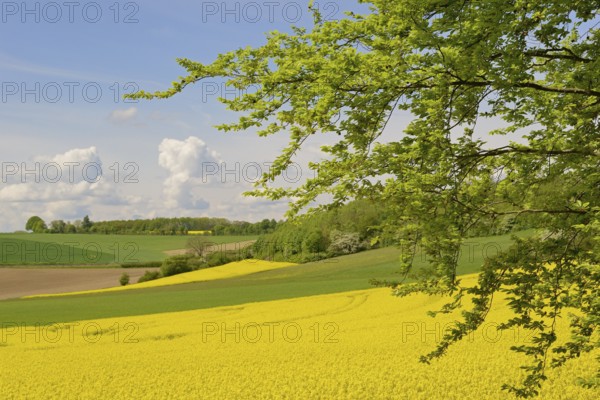 View over a field landscape, blooming rape fields (Brassica napus), blue cloudy sky, North