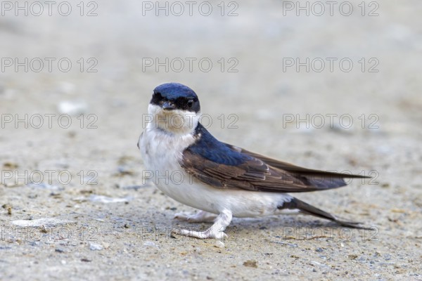 Common house martin, northern house martin (Delichon urbicum) collecting mud in beak for building