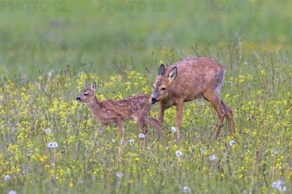European roe deer (Capreolus capreolus) female, doe sniffing single fawn in meadow, grassland with